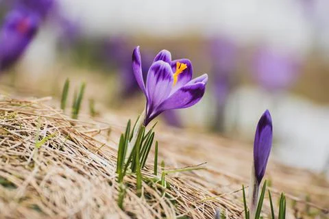 Spring crocus flowers, Easter background Foto stock