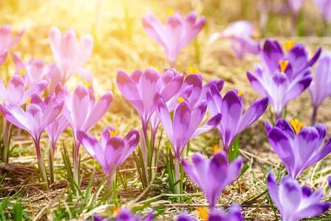Spring crocus flowers in the grass, Easter seasonal background Stockfoto's