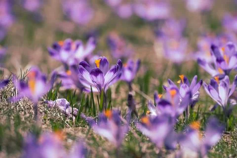 Spring crocus flowers in the grass, Easter seasonal background Foto stock
