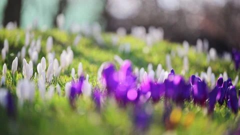 Spring crocus flowers in lush green grass, natural beauty and freshness, 4K slow Stock Footage 334152032