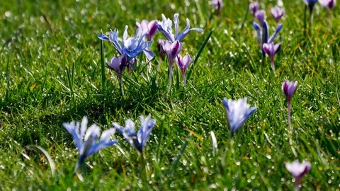 Spring Crocus Flowers Meadow, the beauty of blooing flowers 스톡 동영상 103534603