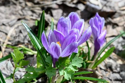Spring crocus flowers , perfect for postcard Stock Photos