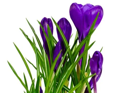 Spring Crocus Flowers Stock Photos