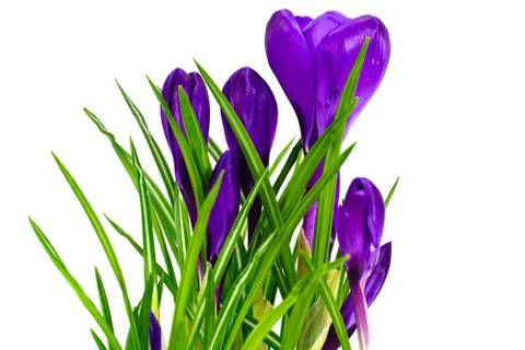 Spring Crocus Flowers Stock Photos