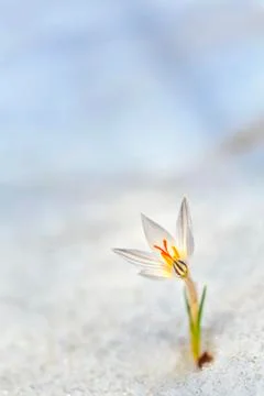 Spring crocus flowers Stock Photos