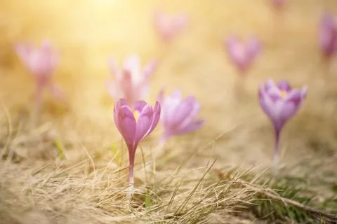 Spring crocus flowers Stock-Fotos