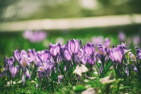Spring crocus flowers Фото