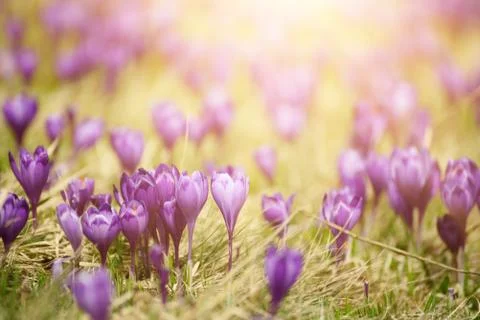 Spring crocus flowers Stockfoto's