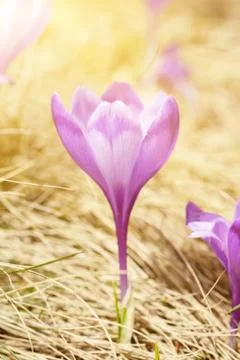 Spring crocus flowers Stock-Fotos