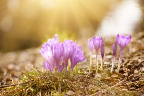 Spring crocus flowers Foto stock
