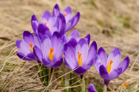 Spring crocus flowers 写真素材