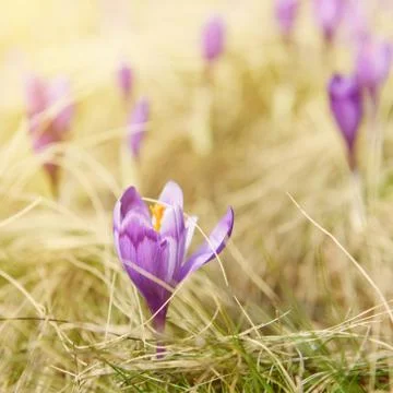 Spring crocus flowers Photos