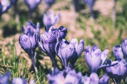 Spring crocus flowers Stock-Fotos