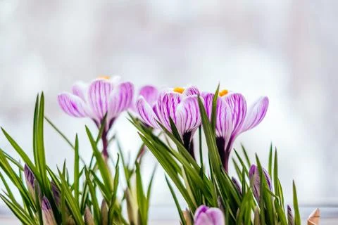 Spring Crocus flowers Stock Photos
