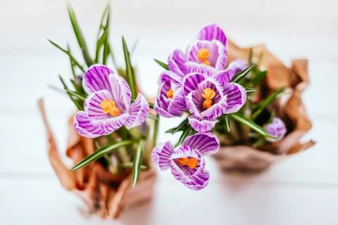 Spring Crocus flowers Stock Photos