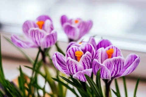 Spring Crocus flowers Stock Photos
