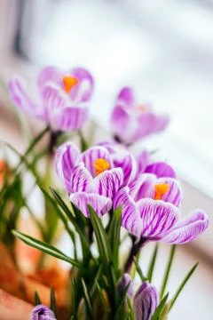 Spring Crocus flowers Stock Photos