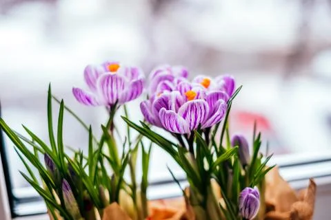 Spring Crocus flowers Stock Photos