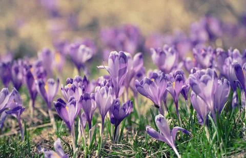 Spring crocus flowers Foto stock