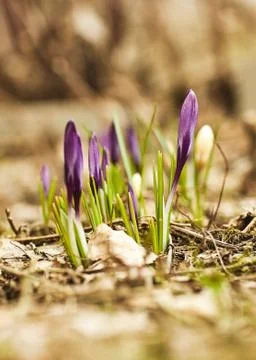 Spring crocus flowers. Stock Photos