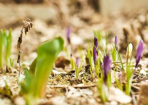 Spring crocus flowers. Stock Photos