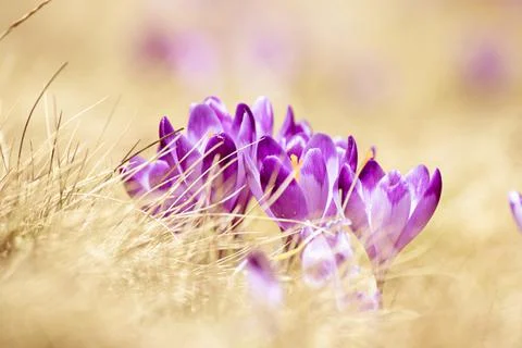 Spring crocus flowers Stockfoto's