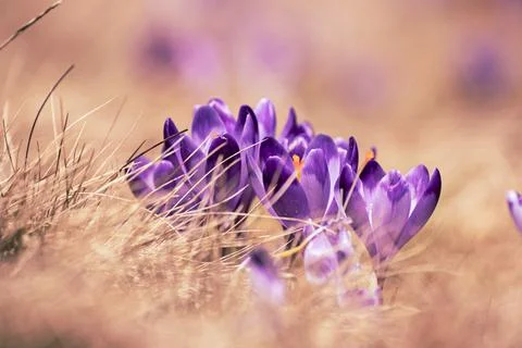 Spring crocus flowers 写真素材