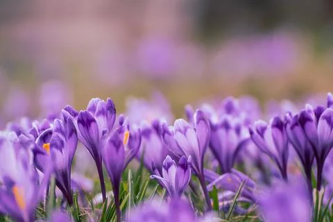 Spring crocus flowers 스톡 사진