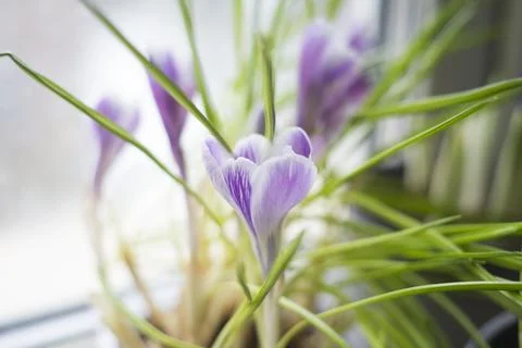 Spring crocus flowers in a pot, close up Stock Photos