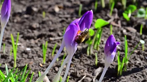 Spring crocus flowers, probably Crocus tommasinianus, among the first harbi.. Stock Footage 336011582