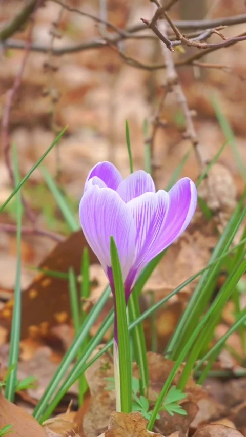 Spring crocus flowers, saffron flower	 Stock-Footage 269243776