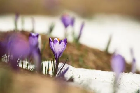 Spring crocus flowers in the snow, Easter background Photos