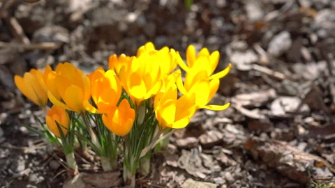 Spring crocus flowers in sunlight, vibrant yellow and orange blossoms. Stock Footage 330470182