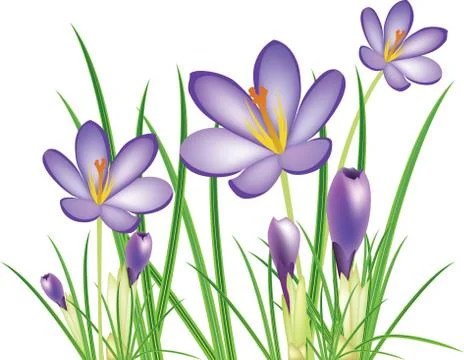 Spring crocus flowers, vector illustration Stock Illustration