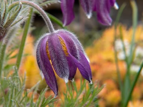 Spring crocus flowers on a yellow background Foto stock