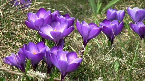 Spring crocus Stock Footage 355150