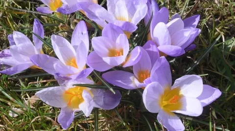 Spring Crocus Stock Footage 48509306