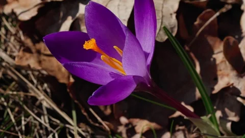 A spring crocus Stock Footage 334376778