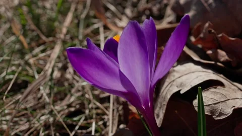 A spring crocus Video stock 334376891