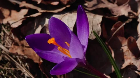 A spring crocus Video stock 334376939