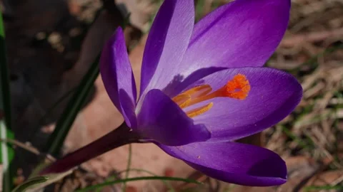A spring crocus Video stock 334376990