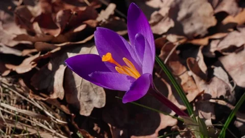 A spring crocus Video stock 334377084