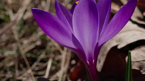 A spring crocus Video stock 334377149