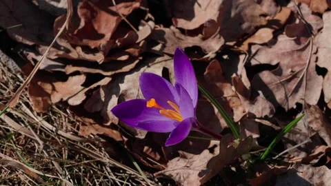 A spring crocus Video stock 334377184