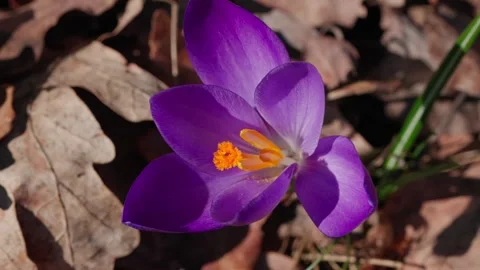 A spring crocus Video stock 334377404