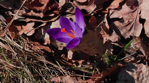 A spring crocus 스톡 동영상 334378094