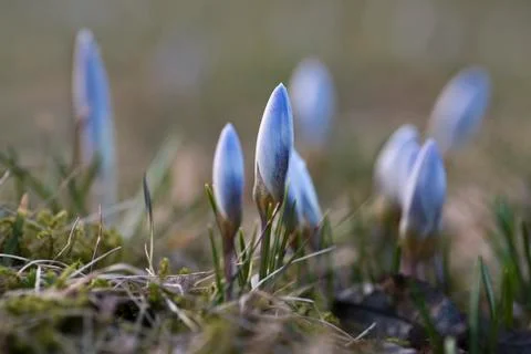 Spring crocus in the garden Stock Photos