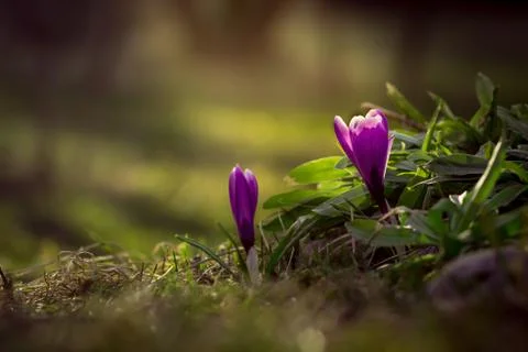 Spring crocus in the garden Stock Photos