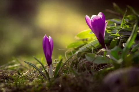 Spring crocus in the garden Stock Photos