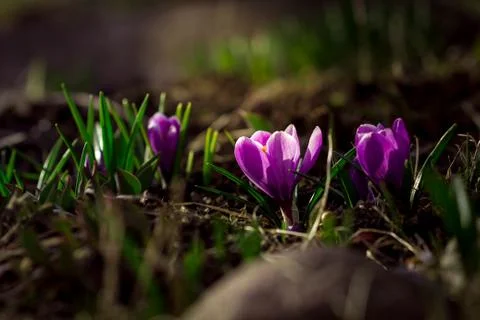 Spring crocus in the garden Stock Photos